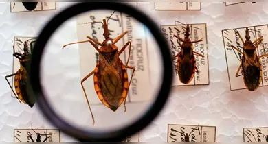 Imagem ilustrativa da notícia: Ministério da Saúde confirma surto de Doença de Chagas em Ananindeua