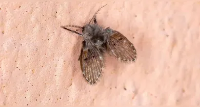 Imagem ilustrativa da notícia: Mosca-de-banheiro pode causar infecção; saiba como afastar