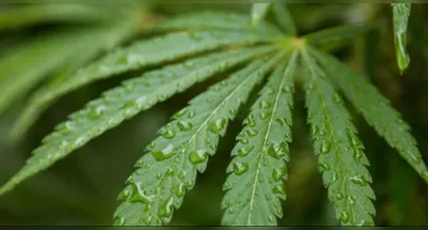 Imagem ilustrativa da notícia: Anvisa aprova novas regras da cannabis medicinal; entenda