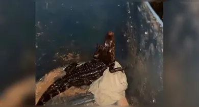 Imagem ilustrativa da notícia: "Tropeçando em vocês"! Jacaré é capturado perto do Aeroporto Internacional de Belém