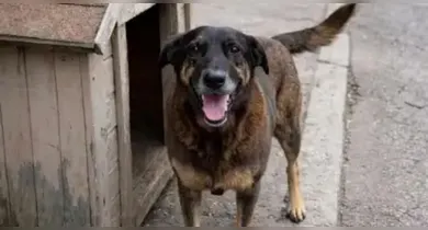 Imagem ilustrativa da notícia: Adolescente que era suspeito no Caso Orelha passa a ser testemunha