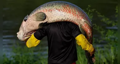 Imagem ilustrativa da notícia: Entenda por que o Ibama liberou o abate do Pirarucu no Lago Paranoá