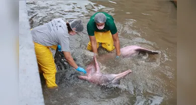 Imagem ilustrativa da notícia: Como um boto foi parar em um canal de Belém? Entenda o trajeto do animal