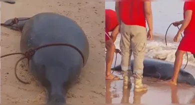 Imagem ilustrativa da notícia: Peixe-boi é encontrado morto na Praia do Chapéu Virado, em Mosqueiro