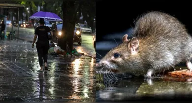 Imagem ilustrativa da notícia: Com avanço das chuvas, Pará entra em alerta para leptospirose