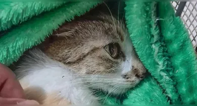 Imagem ilustrativa da notícia: Mulher é presa após jogar gata de prédio em Curitiba