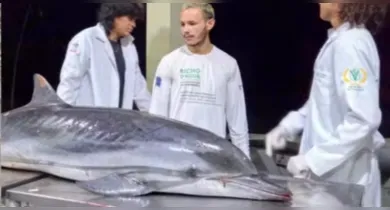 Imagem ilustrativa da notícia: Golfinho oceânico aparece morto em Mosqueiro e mobiliza pesquisadores