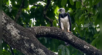 Imagem ilustrativa da notícia: Projeto Harpia reforça proteção da espécie no Mosaico de Carajás