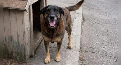 Imagem ilustrativa da notícia: Dois suspeitos da morte do cão Orelha estão nos EUA, diz polícia