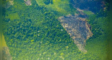 Imagem ilustrativa da notícia: Pará registra queda de 51% no desmatamento e lidera resultados positivos