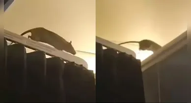 Imagem ilustrativa da notícia: Ratazana é flagrada em avião e assusta passageiros