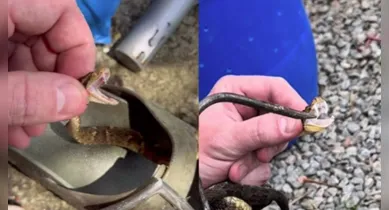 Imagem ilustrativa da notícia: Bebê da cobra mais perigosa do Brasil é achada em gaveta