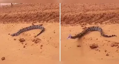 Imagem ilustrativa da notícia: VÍDEO: Jiboia dá bote impressionante e assusta motoristas