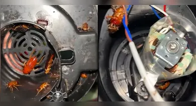 Imagem ilustrativa da notícia: VÍDEO: Jovem descobre ninho de baratas ao abrir liquidificador
