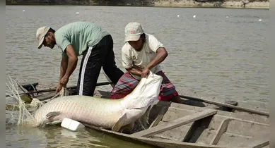 Imagem ilustrativa da notícia: Estudo inédito com genoma protege espécies de peixes da Amazônia