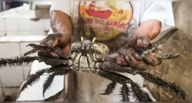 Imagem ilustrativa da notícia: Defeso do caranguejo-uçá começa nesta terça (3) no Pará