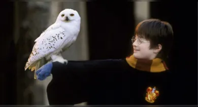 Imagem ilustrativa da notícia: Coruja do Harry Potter entra em lista global de proteção da ONU