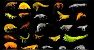 Imagem ilustrativa da notícia: Cientistas descobrem 24 espécies inéditas de crustáceos no Oceano Pacífico