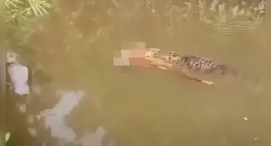 Imagem ilustrativa da notícia: Vídeo: crocodilo de 6 metros é visto carregando corpo de mulher