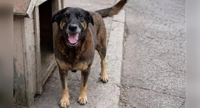 Imagem ilustrativa da notícia: Polícia quer apreender passaporte de envolvido em morte do cão Orelha