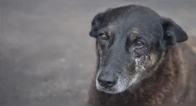 Imagem ilustrativa da notícia: Caso Orelha: adolescentes suspeitos de matar o animal voltam dos EUA