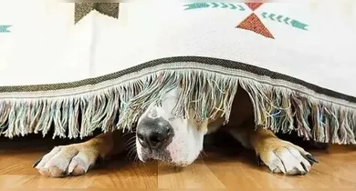 Imagem ilustrativa da notícia: Fogos nas festas de fim de ano: confira dicas para proteger os pets