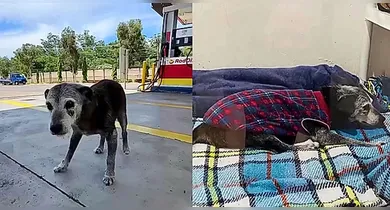 Imagem ilustrativa da notícia: Cachorro no Brasil completa 22 anos e bate recorde