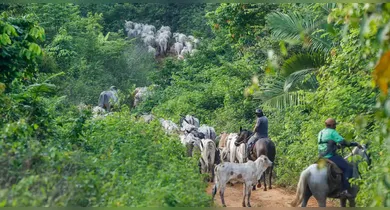 Imagem ilustrativa da notícia: Vaqueiro do Ibama é assassinado em terra indígena no Pará