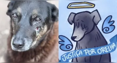 Imagem ilustrativa da notícia: Operação cumpre mandados contra suspeitos de matar cão comunitário em SC