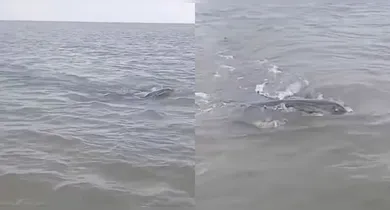 Imagem ilustrativa da notícia: Vídeo: "Monstro marinho" surge em rio e assusta pescadores