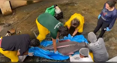 Imagem ilustrativa da notícia: VÍDEO: Boto é resgatado após encalhar em canal de Belém