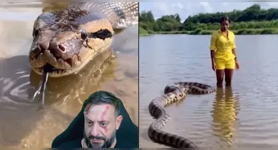 Imagem ilustrativa da notícia: VÍDEO: a verdade sobre sucuri gigante ao lado de mulher que viralizou