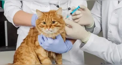 Imagem ilustrativa da notícia: Belém Animal tem atendimento veterinário gratuito no domingo