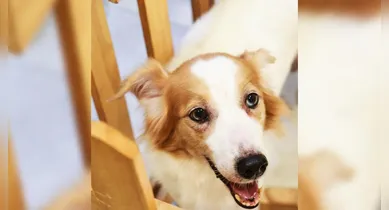 Imagem ilustrativa da notícia: Belém: feira de adoção reúne cães e gatos em busca de um novo lar