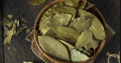 As folhas de louro podem atrair prosperidade e proteção.