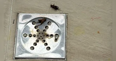 Belém enfrenta aumento de grilos e insetos em residências devido às chuvas.