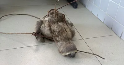 Os militares resgataram o animal em visível situação de maus-tratos.