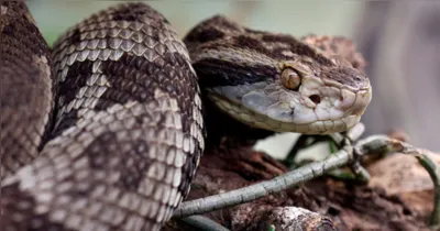 Dados do Ciatox Belém mostram que a maioria dos atendimentos recentes por acidentes com serpentes na RMB envolve a jararaca.