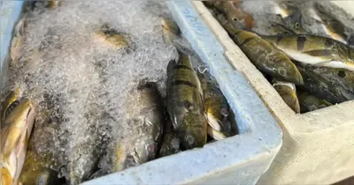 A recomendação é verificar se o produto está sob refrigeração adequada, observar as características de frescor e dar preferência a itens com selo de inspeção (SIM, SIE ou SIF) que garantem a procedência e a segurança dos alimentos.