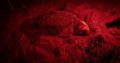 O animal marinho é monitorado pelo Projeto Tamar