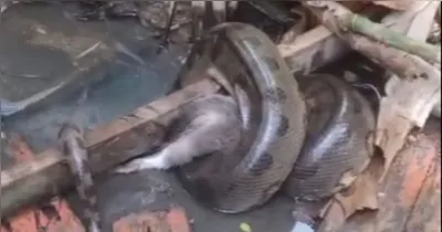 Gato envolto pela sucuri dentro do córrego