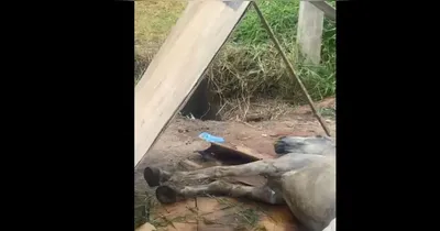 A égua foi resgatada por moradores do local.