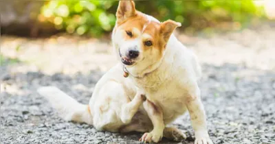 Eliminar apenas as pulgas presentes no pet não é suficiente.