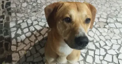 Caramelo acabou adotado após a tentativa de afogamento.