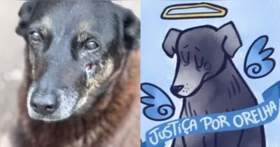 A morte do cão comunitário Orelha passou a ser investigada pela Polícia Civil de Santa Catarina após o animal ser brutalmente agredido.