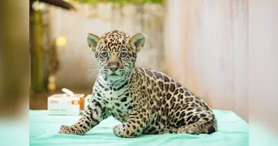 O nascimento é considerado um marco para a conservação da onça-pintada, espécie ameaçada de extinção.