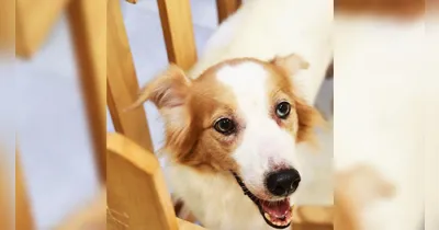 A ação será realizada das 10h às 17h, e reúne animais que aguardam uma oportunidade de recomeço em um ambiente seguro e acolhedor.