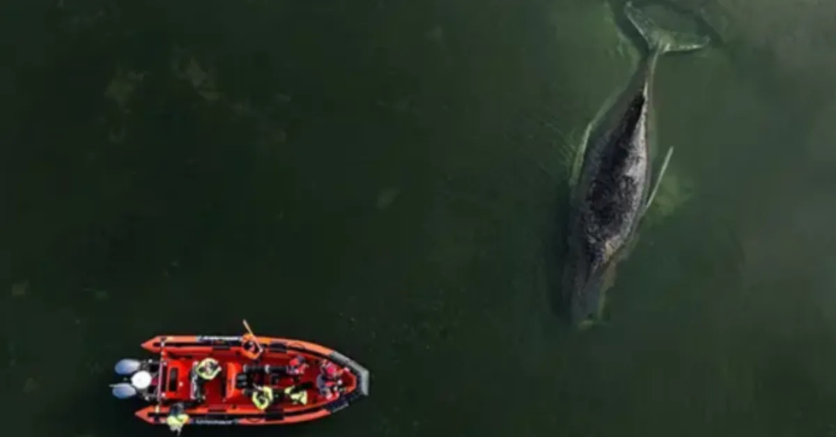Imagem ilustrativa da notícia: Baleia resgatada após encalhe na Alemanha é encontrada morta
