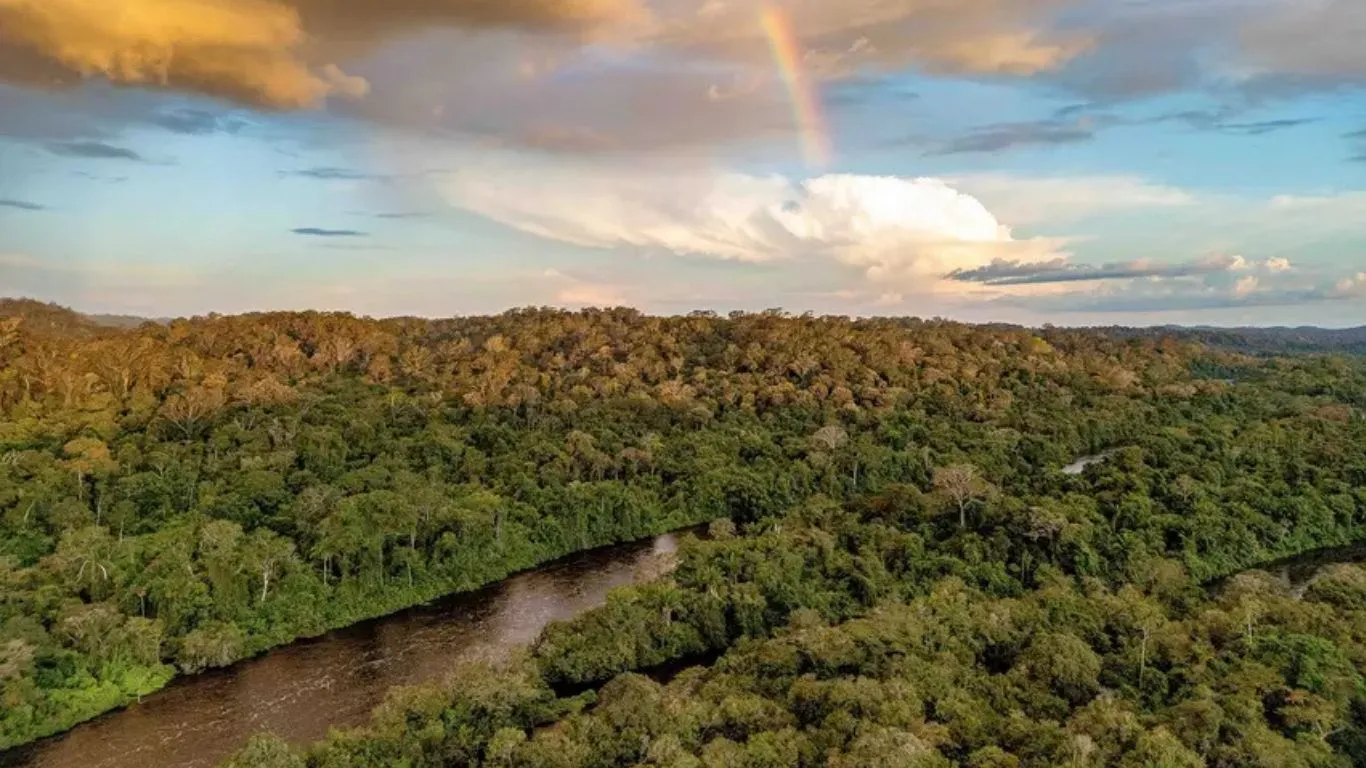 Imagem ilustrativa da notícia: Pará lidera manejo florestal sustentável com nova concessão