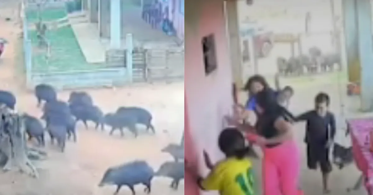 Imagem ilustrativa da notícia: Vídeo: dezenas de porcos-do-mato invadem quintal e assustam família no Pará